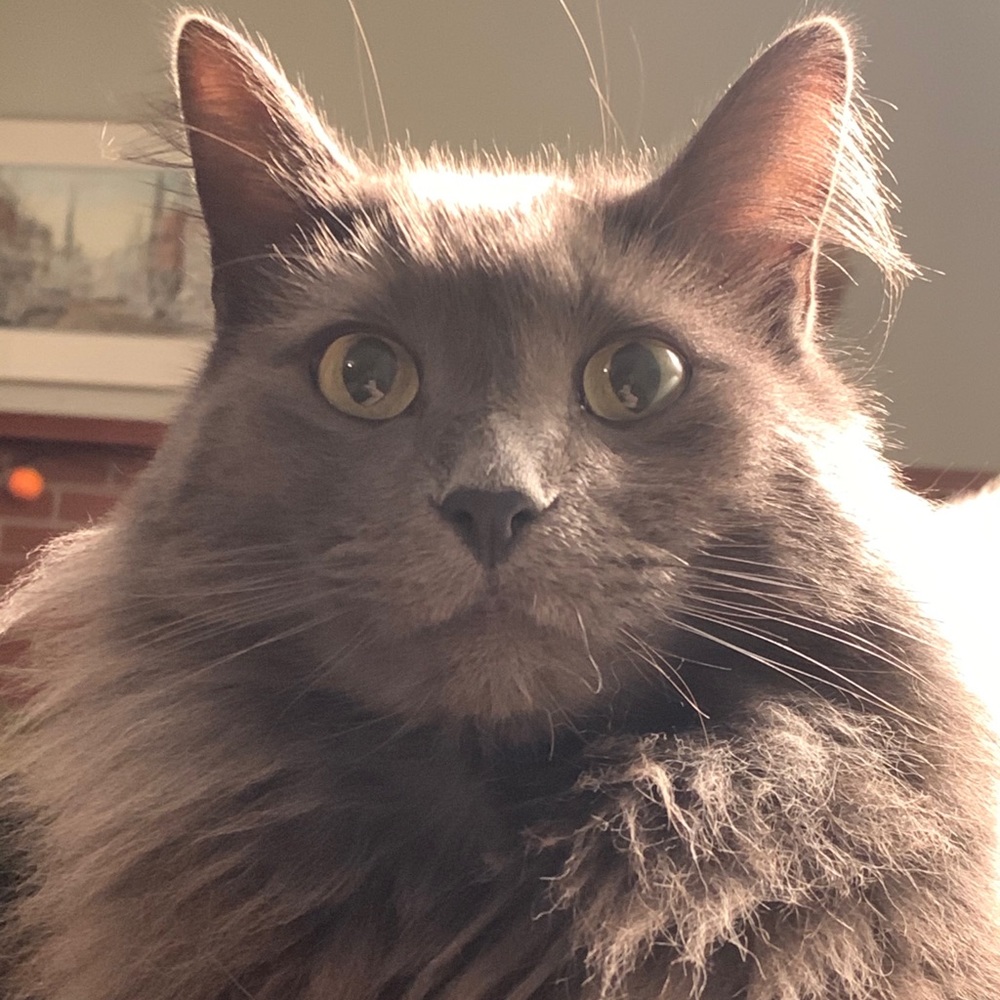 Meet your Posher, Gibson